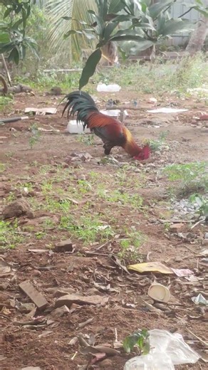 #kozhi_koothugal #funny 🤣🤣🤣🤣