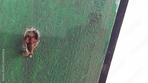 Indian red paper wasp Making Its Nest on A Wooden Door, Close up Macro