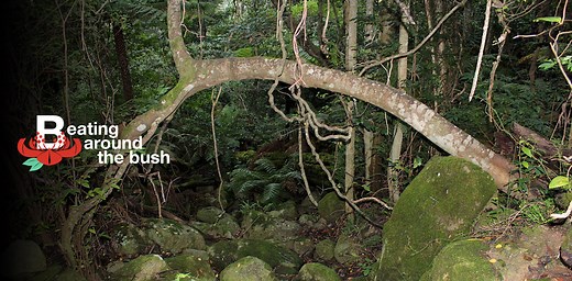 Sandpaper figs make food, fire, medicine and a cosy home for wasps