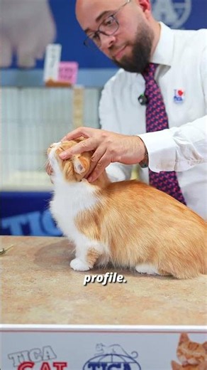 Little Legs, Big Personality — Meet the Munchkin 💛