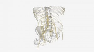 Somatic Nervous System Sns Includes All Stock Footage Video (100% Royalty-free) 3427792129 | Shutterstock