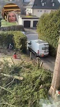 Precision or Disaster in Tree Felling #treefelling #dangerous #chainsaw