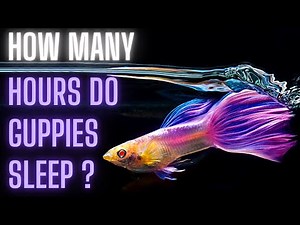 Guppy Fish Care – How Many Hours do Guppies Sleep ?