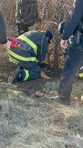 Oh Deer! 🦌 Beyond the Badge - PPD & PFD protect and serve every member of our community, even the four-legged ones! Peabody Police & Fire Departments responded to a unique call for service yesterday involving two distressed deer trapped in an enclosed area of Rousselot. The deer watched from a distance while the PFD went to work creating a safe escape route and they were freed and released without injury! | Peabody Police Department