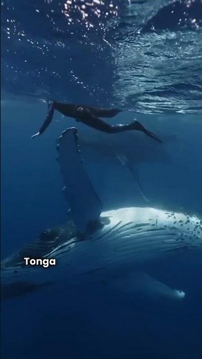 Discover 5 fascinating facts about Tonga! 🇹🇴