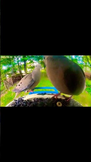Mourning Dove Cooing To Mate #birds #birdsounds #shorts #nature