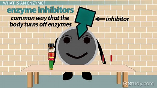 Enzyme Inhibition | Definition, Types & Examples
