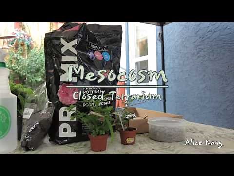 How to make: A Mesocosm/Closed Terrarium