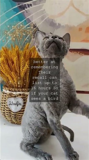 Dogs vs Cats A Tale of Memory Have you ever wondered how long your pet remembers things...