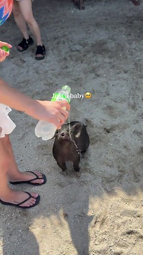 Happy Baby Pig on Koh Samui's Pig Island