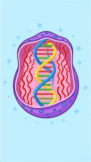 #nucleus #cellorganelles #cell #biology #science #sciencefacts #animation #study #students