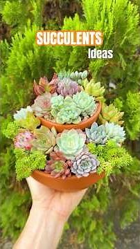 DIY Mini Succulent Garden 🪴 Easy Steps to Create a Stunning Arrangement