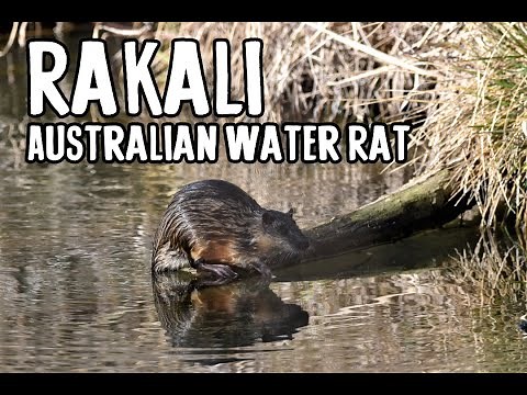 Rakali - The Australian Water Rat