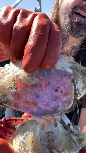 Exploring Sea Lice, Old Crab, and Wolf Eel Fish in the Ocean Chronicles