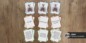 Respiratory System Card Sort