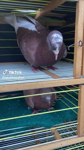 Burung Angkatan dan Merpati Balap di Lumajang