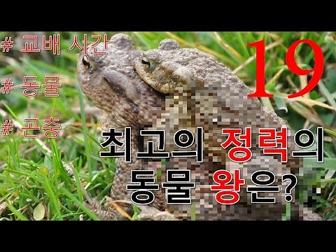동물 짝짓기 시간 누가더 길까? ,교배,교미, 시간 최고의 정력의 동물왕은??? 동물들사랑 가장 짝짓기를 오래하는 동물