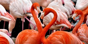 The Real Reason Why Flamingos Are Pink | Plants And Animals