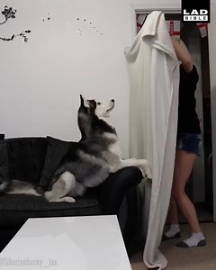 8.1M views · 128K reactions | WAIT! WHERE DID YOU GO? HUMAN!?  Siberian Husky Jax | LADbible | Facebook