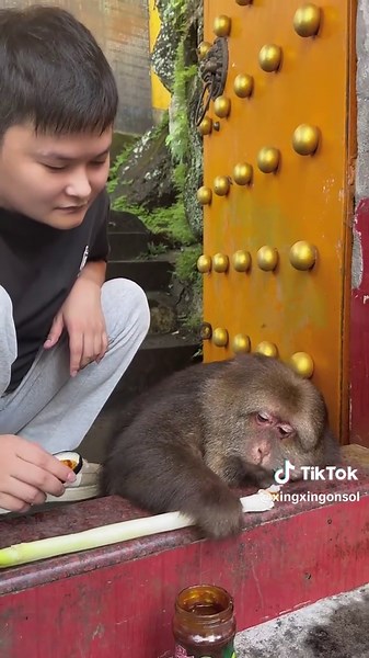 Cuteness Overload: Adorable Monkeys in Action