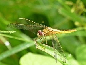 Panasonic Lumix DMC FZ72 Full HD Video