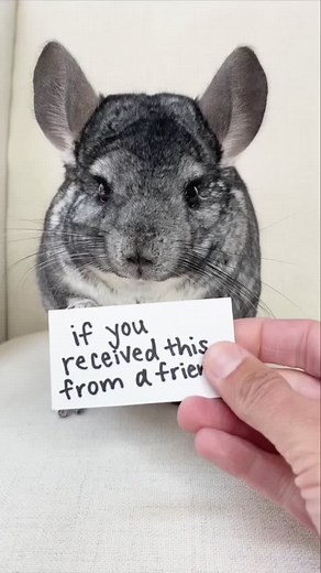 the best friends are the ones who still show up for you when you can’t show up for yourself ✨ #animalfriends #naturelover #friendshipgoals