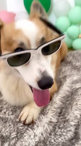 16 reactions | So you wanna get a corgi? Well, buckle up, because...