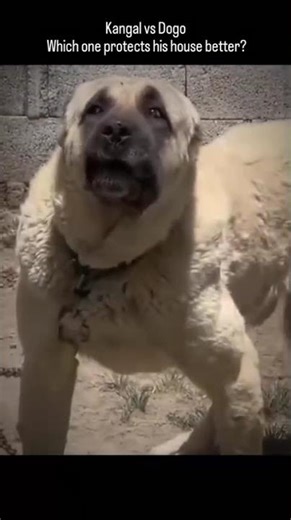 Dogo vs kangal which one protect his house better #kangal #dogoargentino #dog #dogowner #dogbreed