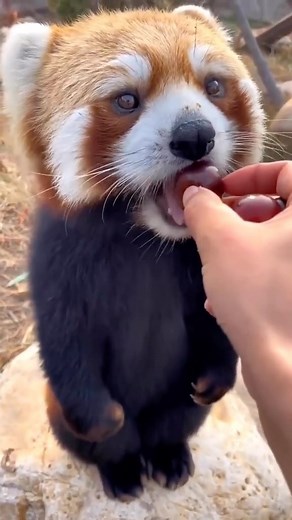 LivingOnEarth on Instagram: "@littlepanda6487 — How cute is this little red Panda eating grapes? The red panda, also known as the lesser panda, is a small mammal native to the eastern Himalayas and southwestern China. Unfortunately red pandas are currently listed as endangered species by the IUCN, and their numbers are believed to be less than 10,000 individuals in the wild. 🎥 @littlepanda6487 via @earthpix"