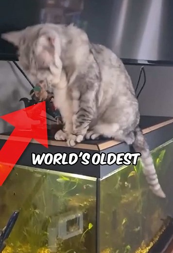 Discover the Oldest Cat in the World