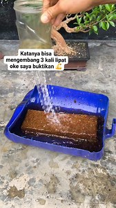 Expands up to 3x #cocopit #bonsaitree | Karimun Java