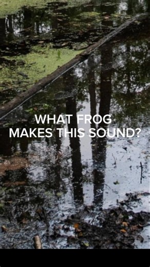 What Frog Makes This Sound? — Bullfrog Call | The Frog Buddies ASMR (Shorts)