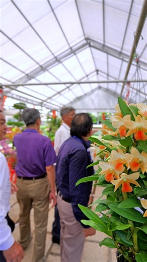 48K views · 728 reactions | Hội thi Hoa lan Ba Tri - Bến Tre Tháng 7.2024 #hoithihoalan #hoalan | hoalandep.com | Facebook