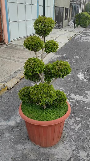 Planta Cubre suelos, lágrimas de Angel, Soleirolia soleirolii ✨ #Jardin #verde #Naturaleza #plantas #plantlove #plantlife #amolasplantas #foryou #plant | Sueños Plantiles