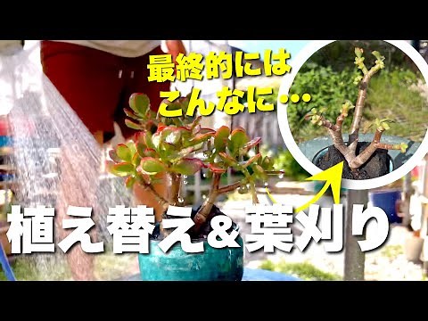 【金のなる木こんなに剪定して大丈夫??】クラッスラ"花月"を盆栽風に植え替え #succulents