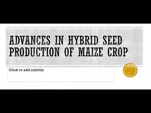 Advances in Hybrid Seed Production of Maize Crop | Commercial Plant Breeding | B.Sc Agriculture