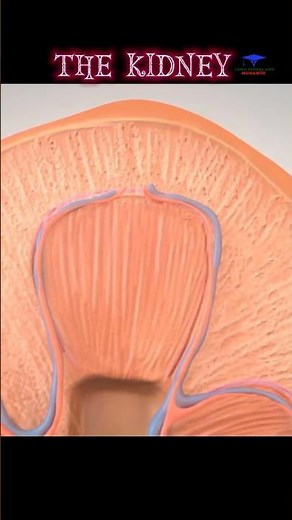 The KIDNEY medical animated short video || #shorts #kidney