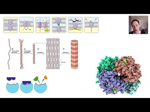 Genomes and genes