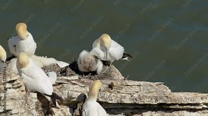 Northern Gannets with chick nesting on Scale Nab part of Bempton Cliffs, near Flamborough Head, East Yorkshire, UK