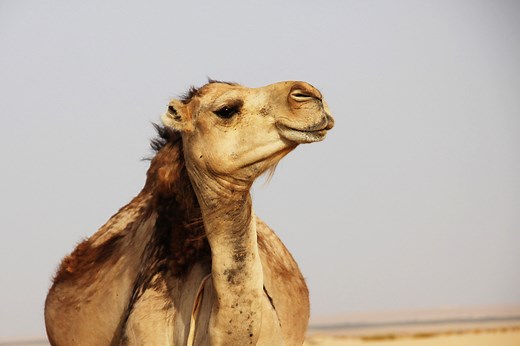 Meteo Le Kef - Tunisie : Prévisions Meteo GRATUITE à 15 jours - La Chaîne Météo