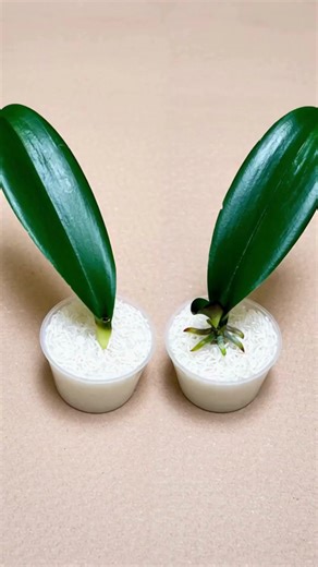 Just Need Rice! Orchid leaves immediately grow roots and bloom all year round | GreenLife Guides