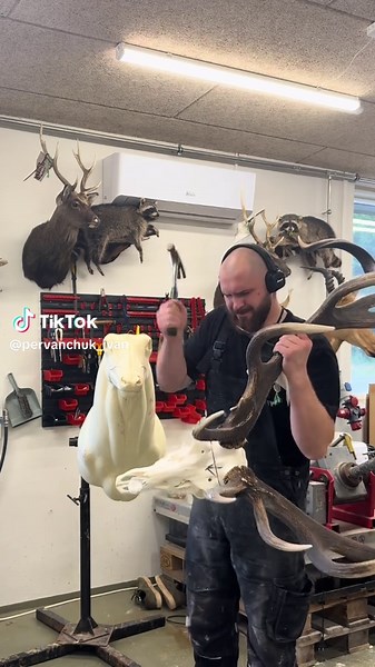 Red Stag Taxidermy Techniques and Trophy Mounts