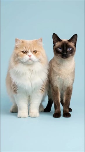 what happens when you cross a Persian cat with different cat breeds 🐈#persiancat #persiancats #catlover