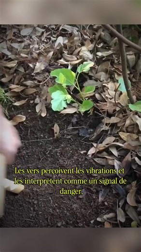 Worm charming – l’étonnante méthode pour attirer les vers | Le Coin des Curieux