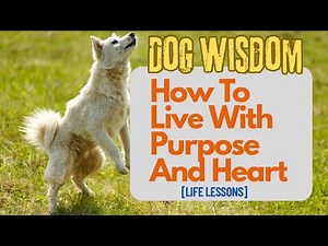 Lessons from Dogs: How to Live with Purpose And Heart [ Motivational Video]