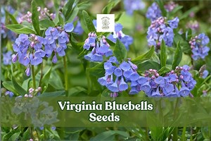 Virginia Bluebells Seeds | Mertensia Virginica | 10 Wildflower Seeds | Native Woodland Flower | Perennial | Non-gmo - Etsy
