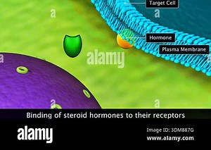 3d animation of hormone binding to receptors showing specificity, signal initiation, and cellular response