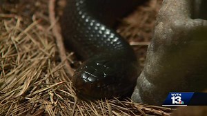 Rare snake native to Alabama may be making a comeback