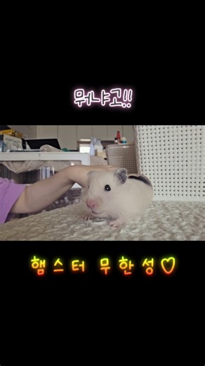 햄스터가 무한성 갇혔다면? #무한성