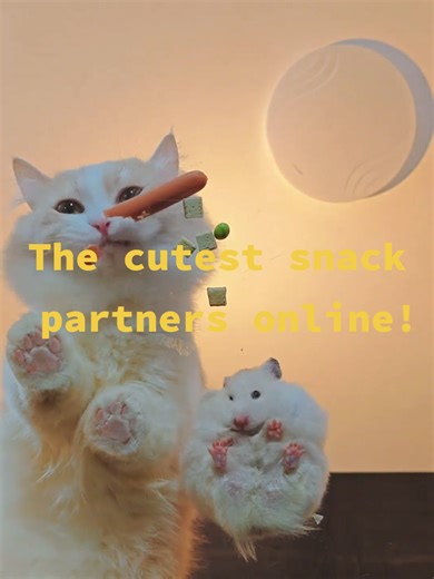 #Hamster #Cozy #Warmth #Tasty #Fluffy #Playful One pack of snacks tames both cat and hamster